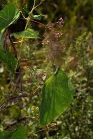 Image result for Stephania abyssinica