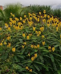 Image result for Senna didymobotrya