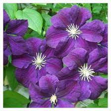 Check spelling or type a new query. Clematis Etoile Violette