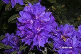 Rhododendron Gletschernacht Greer Gargens Greergardens Com With Images Plants Planting Flowers Beautiful Flowers