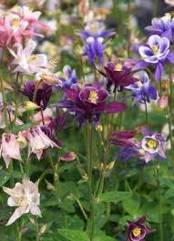 Image result for Aquilegia vulgaris Tower Mix