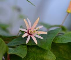 Image result for Passiflora sanguinolenta