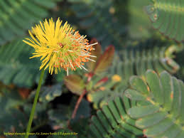 Image result for Neptunia oleracea