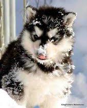  Pin By Breannah Grant On Huskys Malamute Puppies Alaskan Malamute Puppies Malamute Dog