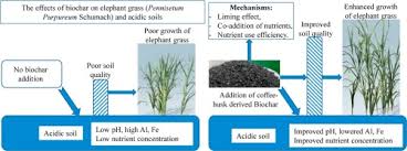 Jobe's organics soil acidifier changes the soil's ph turning hydrangeas a beautiful blue. The Effects Of Biochar On The Biomass Yield Of Elephant Grass Pennisetum Purpureum Schumach And Properties Of Acidic Soils Sciencedirect