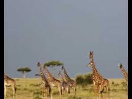 Girafes En Savanes Youtube Ma passion, ce sont les animaux et les mystères (ce qui explique mon article précédent). girafes en savanes