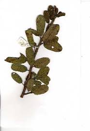 Image result for Ficus stuhlmannii