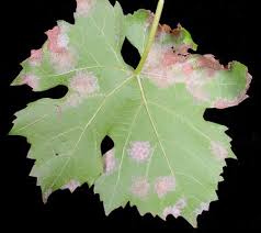 Image result for peronospora grapevine