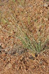 Image result for Aristida