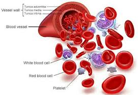 Pin On Hematologic