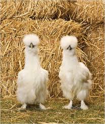 Jeff Koons The Love That Dare Not Squawk Its Name The New York Times Magazi Silkie Chickens Silkies Funny Birds