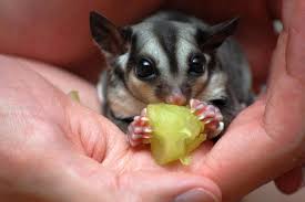 Wednesday Cute Sugar Gliders Workman Publishing