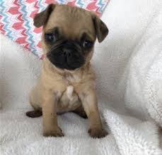 Check spelling or type a new query. Pug Puppy For Sale Adoption Rescue For Sale In Chittenango New York Classified Americanlisted Com