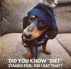 50 Funniest Dachshund Memes