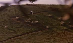 The Art Of Movie Stills Through The Olive Trees Abbas Kiarostami 1994 In 2020 Abba Film Stills Cool Photos