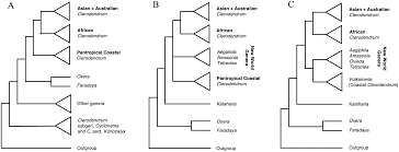 Image result for Clerodendrum pleiosciadium