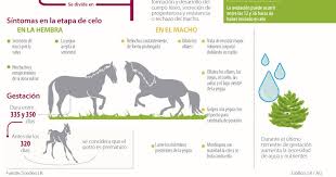 Check spelling or type a new query. Edad Factor Clave En La Monta Equina