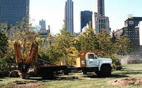 Big Tree Transplanting Tree Sales Tree Moving Big Tree Movers Arbor Care Inc Illinois Tree Transplanting Big Tree Tree Sale