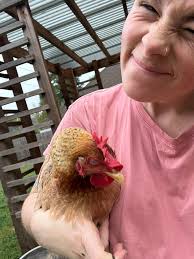 This is what happens as soon as I sit down in the garden chair to rest. The  Orpington chicken immediately runs over and jumps onto my shoulder or head  😌
