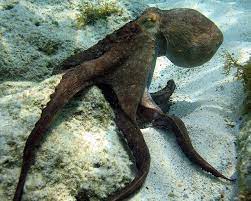 octopus curacao curacao octopus snorkeling