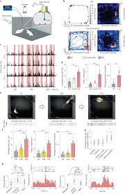 Gray oak bracketless shelf box 🙌make more money. Social Touch Promotes Interfemale Communication Via Activation Of Parvocellular Oxytocin Neurons Nature Neuroscience