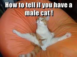 How To Tell If You Have A Male Cat Funny Cats Cats Funny Cat Compilation