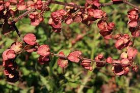 Image result for Rumex sagittatus