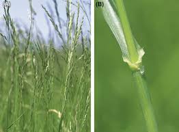 Gardening 101 kentucky bluegrass gardenista. Festuca Arundinacea An Overview Sciencedirect Topics