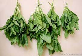 How To Cut And Dry Basil Getty Stewart