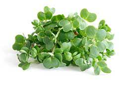 Referred to as the poor man's food in england, in the early 1800s, watercress sandwiches were a staple breakfast for the working class. Spanish Translation Of Watercress Collins English Spanish Dictionary
