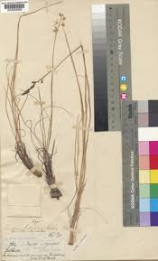 Image result for Bulbine favosa