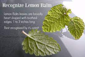 It can grow well in containers, outdoors. Herbs To Know Lemon Balm Preparednessmama