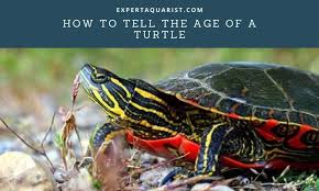 Male box turtles are only one variety of turtle where the male shell has an overall flatter appearance and females appear more rounded. How To Tell The Age Of A Turtle 4 Methods Explained