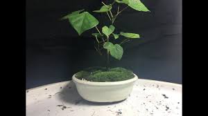 It is fast growing and soon develops into a lovely specimen that will thrill you every spring with its stunning display of bright pink flowers carried on the bare branches. Redbud Bonsai Youtube