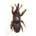 zwarte beestjes in huis graanklander kevers in de keuken dier en natuur insecten en ongedierte