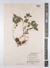 Image result for Droguetia iners