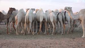 Around the same time, there was a growing interest in treating people through food, giving the sick only the purest, simplest things to eat. Large White Camels Eat Food Stock Footage Video 100 Royalty Free 1047638428 Shutterstock