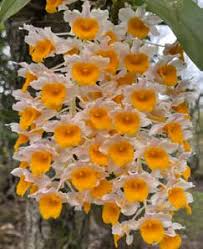 Image result for Rhipidoglossum densiflorum