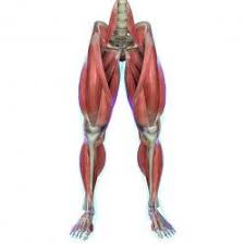 Male muscular system, full anatomical body diagram with muscle scheme, vector illustration educational poster. Leg Muscles Anatomy Stlfinder