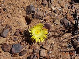 Image result for Meiostemon tetrandrus