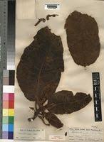 Image result for Terminalia mollis