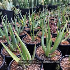 Image result for Aloe carnea