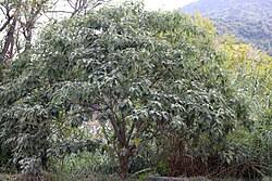 Image result for Solanum mauritianum