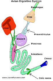 Fish physiology and biochemistry, vol. Internal Anatomy