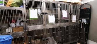 We have a 5100 square foot hospital with examination rooms, three hospital wards with separate treatment and surgery areas (including laser surgery), over 40 kennels for boarding pets and a. My Pet Clinic Veterinary Doctors Book Appointment Online Veterinary Doctors In Vadgaon Sheri Pune Justdial