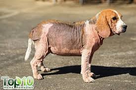 Dog hair loss is typically an obvious condition and can occur at any age, in any breed, and anywhere on the body. 10 Home Remedies To Help With Hair Loss In Dogs Top 10 Home Remedies