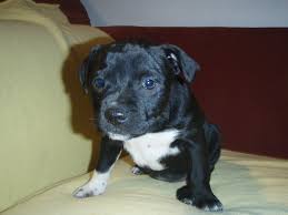 The pitbull chihuahua mix is a remarkable hybrid of two purebred breeds and commonly known as a designer dog. Pitbull Dog Pitbull Dog Mix With Chihuahua