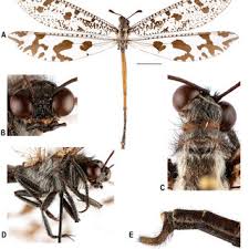 Image result for Anisopappus paucidentatus