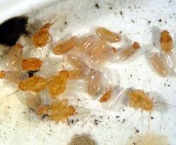 Image result for bed bugs eggs