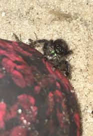 Submitted 2 days ago by slipperystreamo. My Pet Jumping Spider Mango Spiders